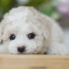 千葉のブリーダー